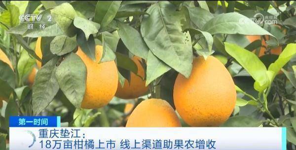 硕果累累“丰”景美 “特色产业+电商直播”让农产品成“俏货”
