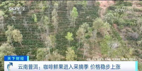 硕果累累“丰”景美 “特色产业+电商直播”让农产品成“俏货”