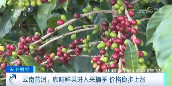 硕果累累“丰”景美 “特色产业+电商直播”让农产品成“俏货”